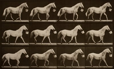 Walking with a Bucket in Mouth; Light-Gray Horse, Eagle by Eadweard Muybridge